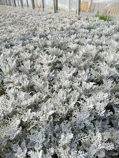 銀葉菊